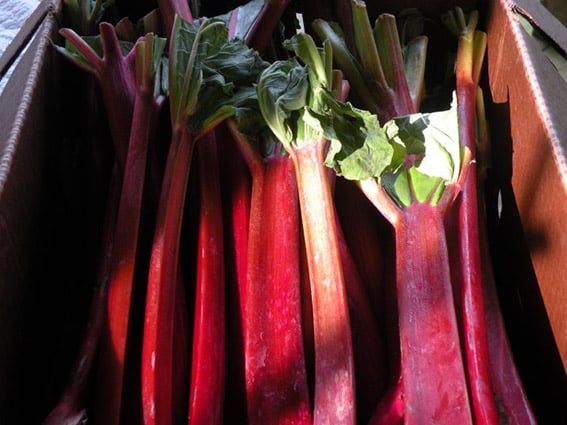 confiture de rhubarbe avec thermomix